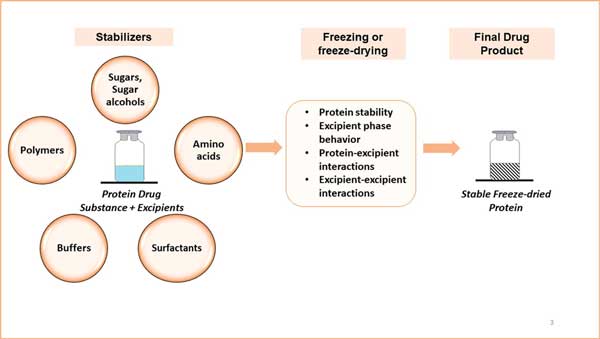 Graphical abstract from  “Stabilizers and their interaction with formulation components in frozen and freeze-dried protein formulations.” published in Adv Drug Deliv Rev, 173,1-19 (2021)